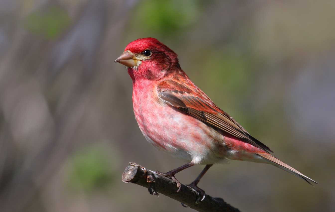 Red Bird Purple Finch