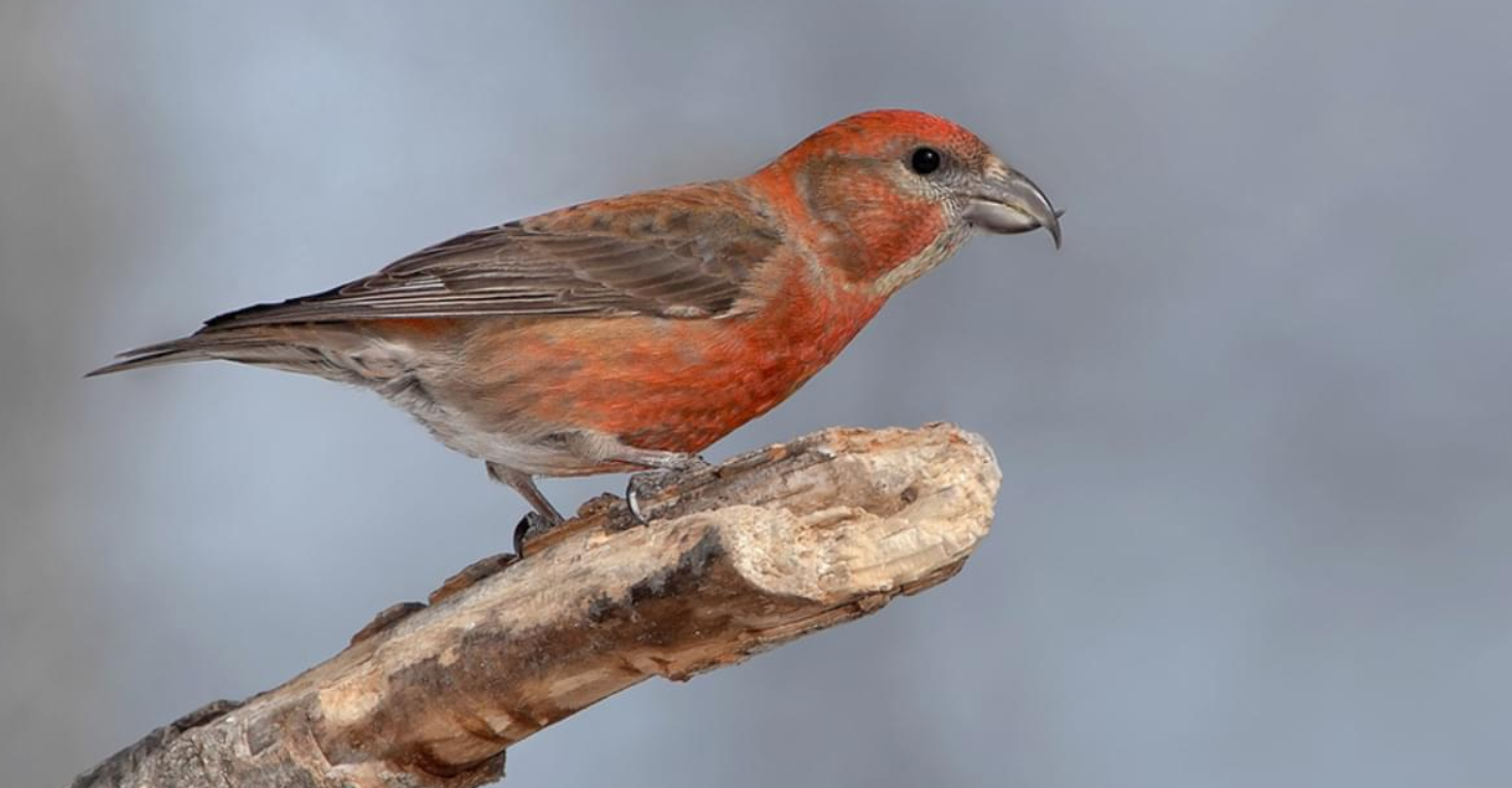 Red Bird Red Crossbill