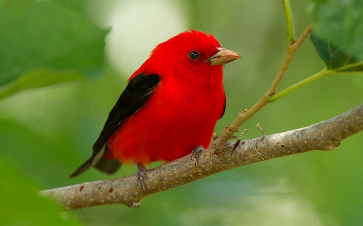 Red Bird Scarlet Tanager