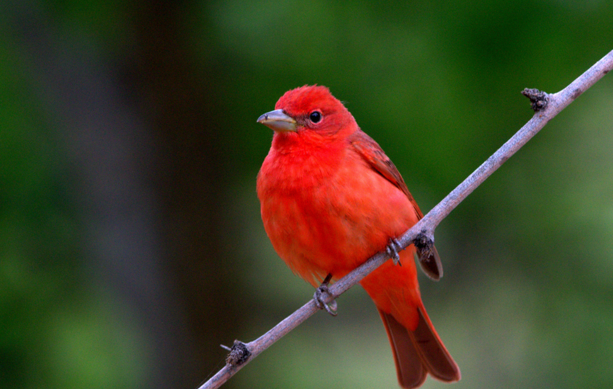 Red Bird Summer Tanager