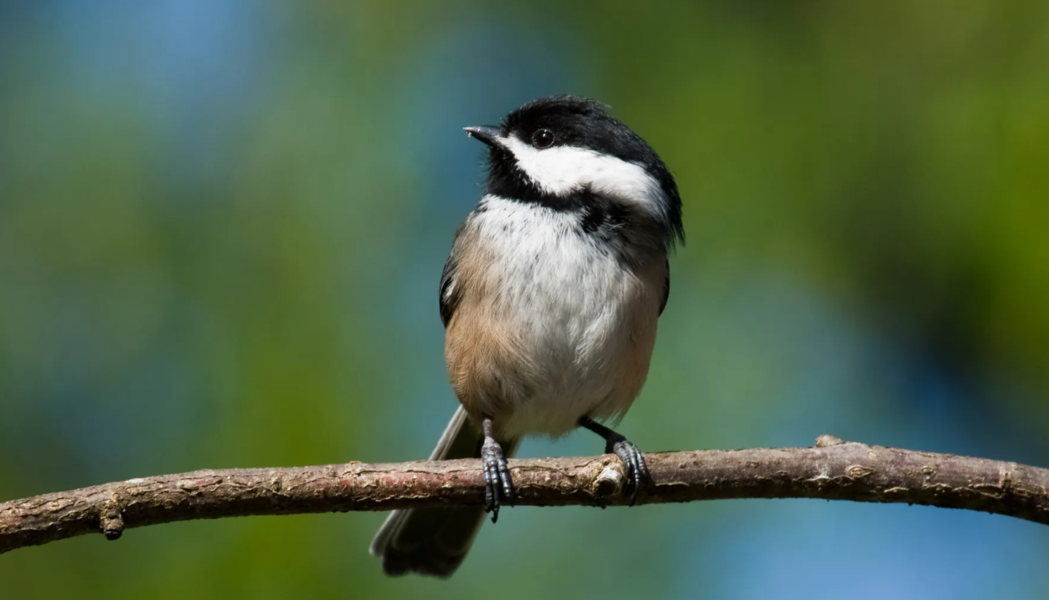 Sociable Black-Capped Chickadee