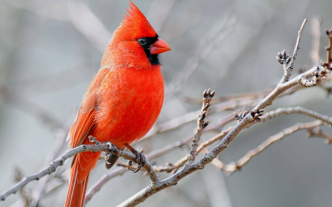 Spiritual Lessons from the Cardinal