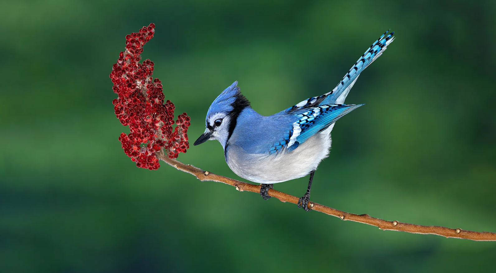 Spiritual Meanings Associated with the Blue Jay