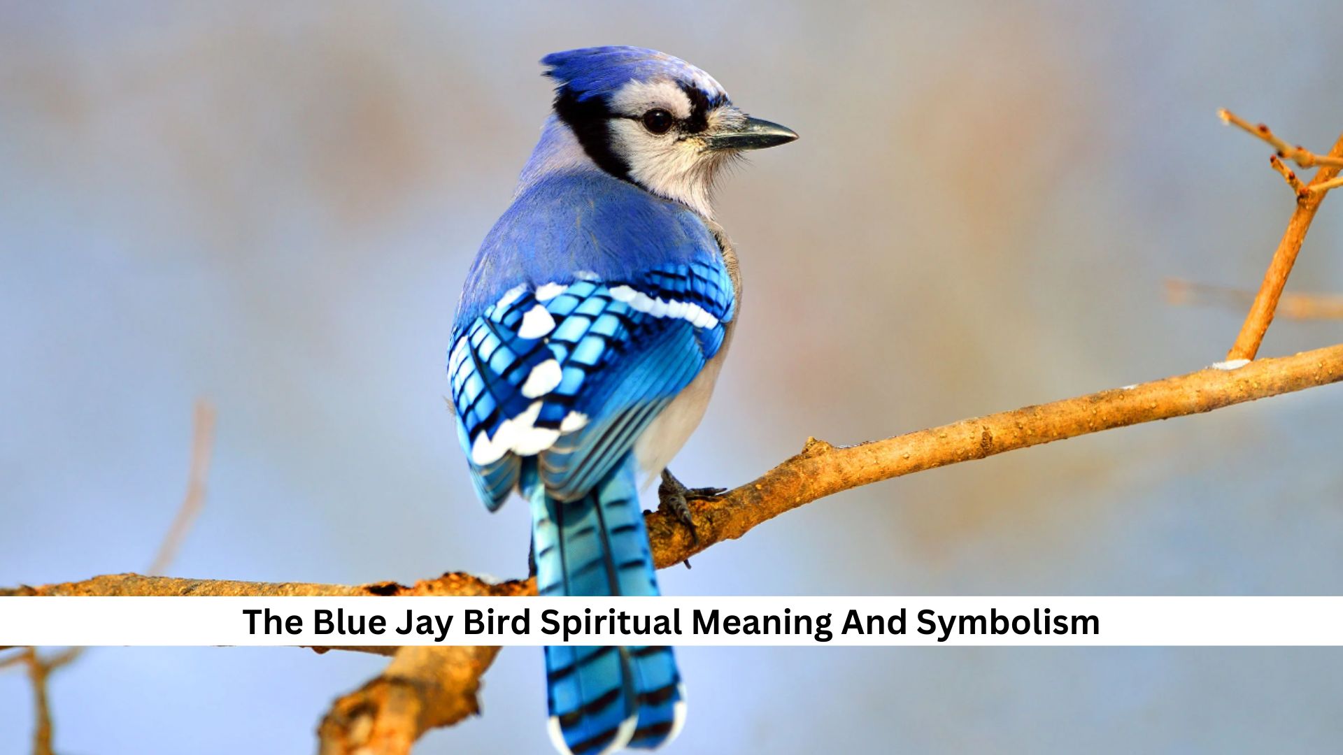 The-Blue-Jay-Bird-Spiritual-Meaning-And-Symbolism