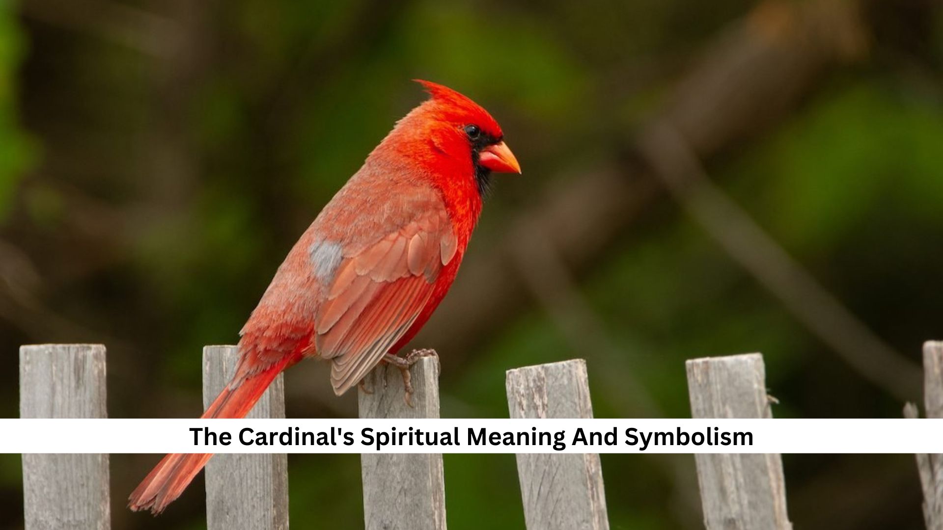 The-Cardinals-Spiritual-Meaning-And-Symbolism