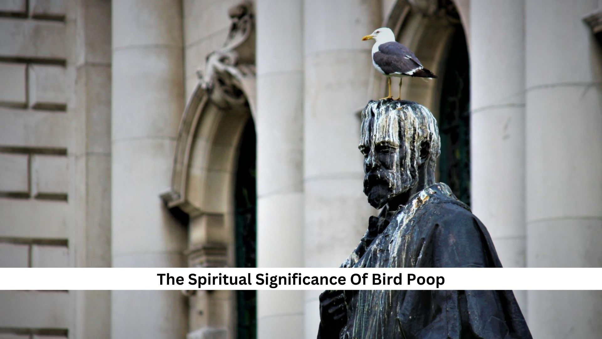 The-Spiritual-Significance-Of-Bird-Poop