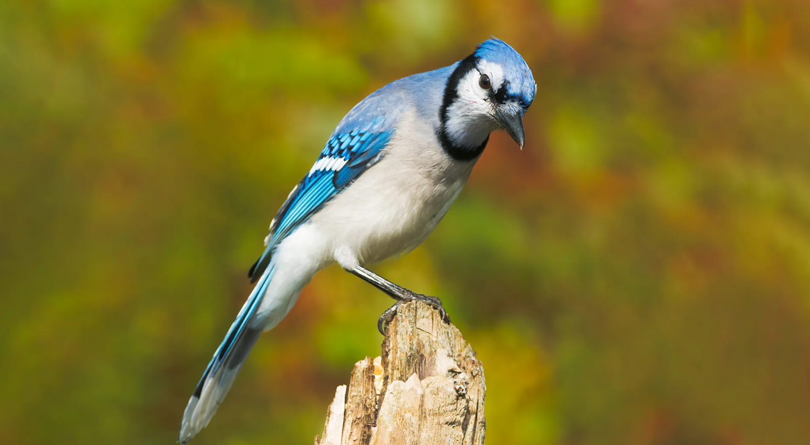 The Symbolism of the Blue Jay