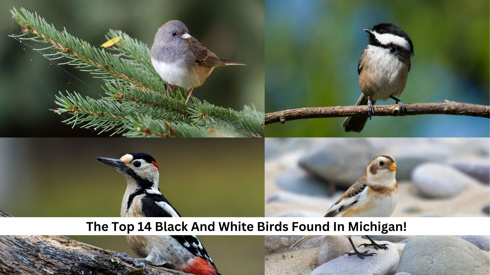 The-Top-14-Black-And-White-Birds-Found-In-Michigan