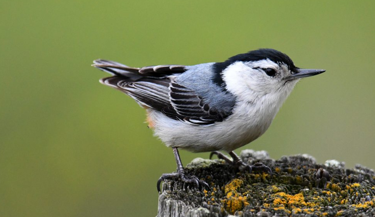 White-Breasted Nuthatch