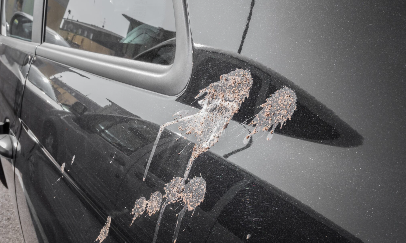 bird poops on your car